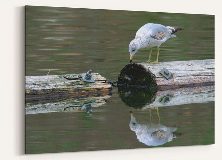 Ring-billed gull studies its reflection, Klamath Falls, Oregon
