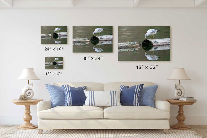 Ring-billed gull studies its reflection, Klamath Falls, Oregon