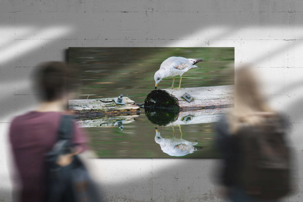 Ring-billed gull studies its reflection, Klamath Falls, Oregon