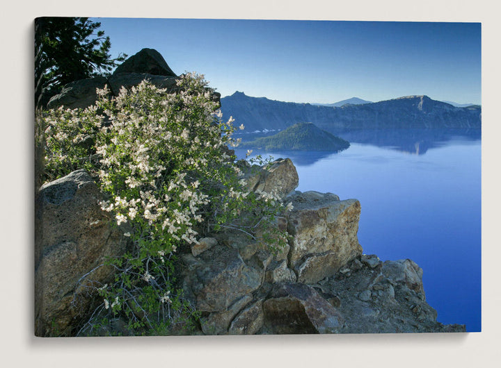 Rockspirea, Garfield Ridge Trail, Crater Lake National Park, Oregon, USA