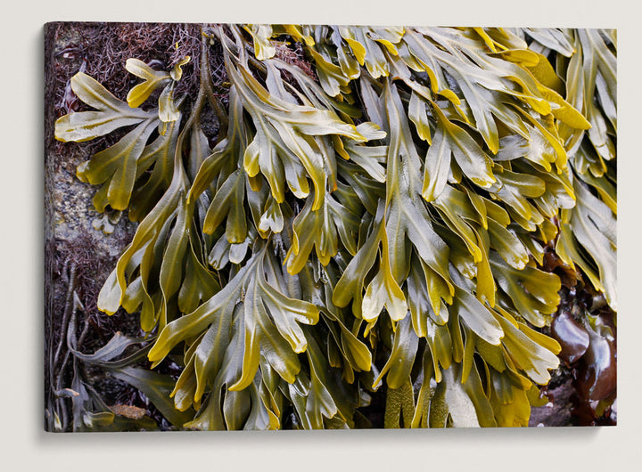 Rockweed, Martin Creek Beach, Trinidad, California, USA