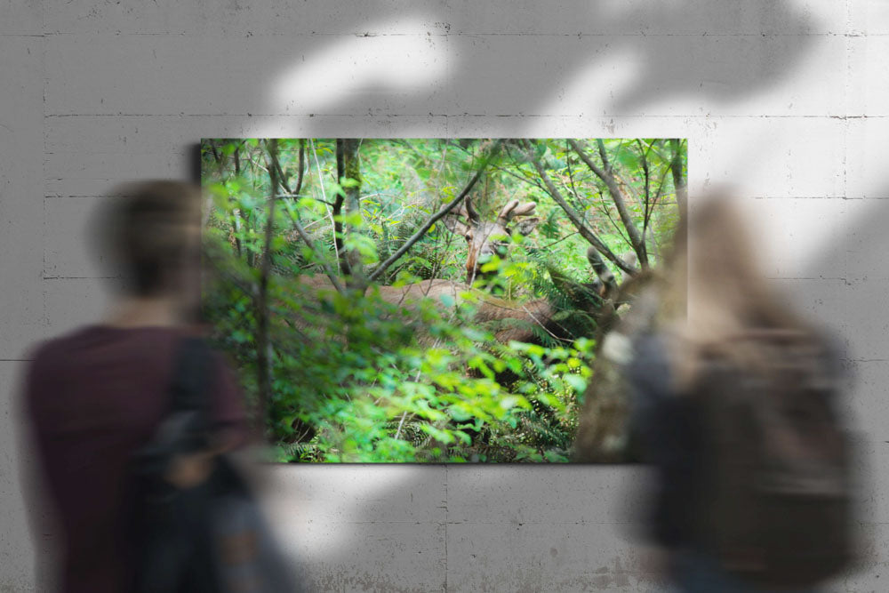 Roosevelt elk in Coastal redwood forest, Prairie Creek Redwoods State Park, California