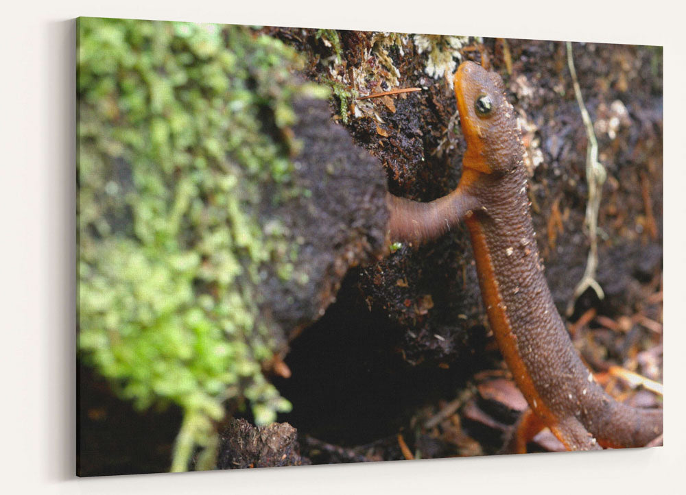 Rough-skinned Newt, Lookout Creek Old-Growth Trail, Oregon