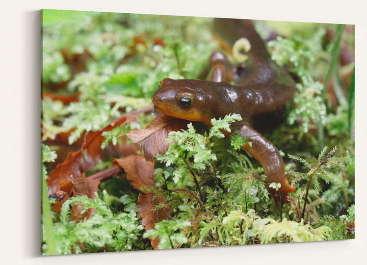 Rough-skinned Newt and moss, Sweet Creek Trail, Siuslaw National Forest, Oregon