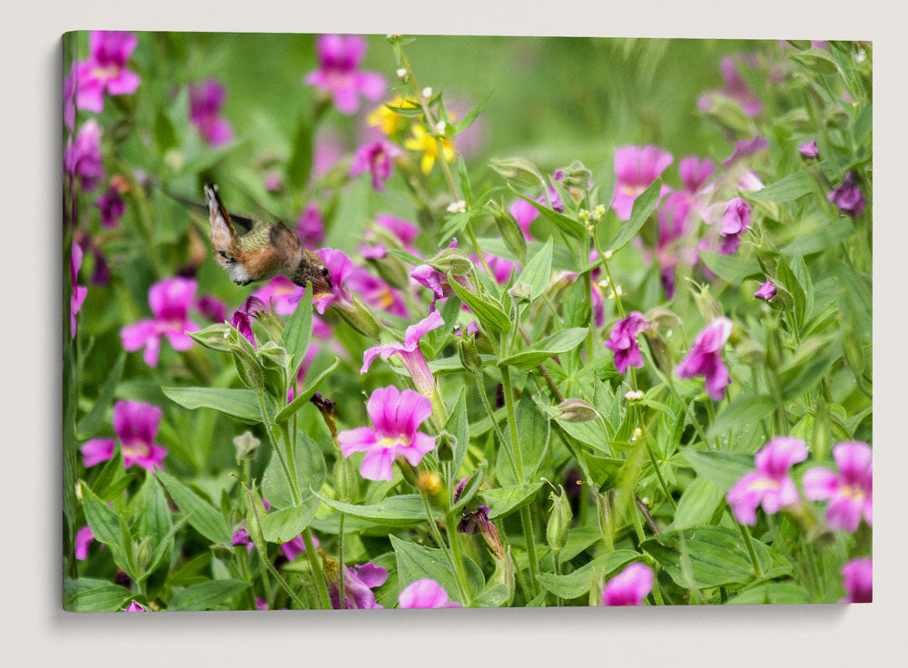 Rufous Hummingbird and Pink Monkeyflower, Crater Lake National Park, Oregon, USA