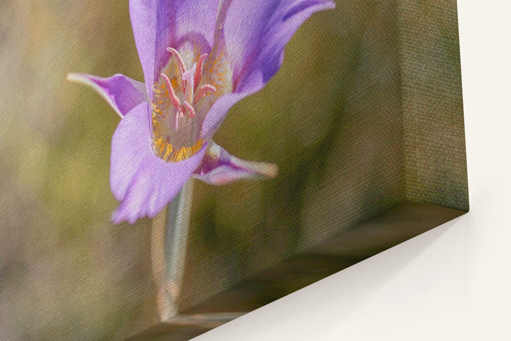 Sagebrush Mariposa Lily, Hogback Mountain, Klamath Falls, Oregon, USA