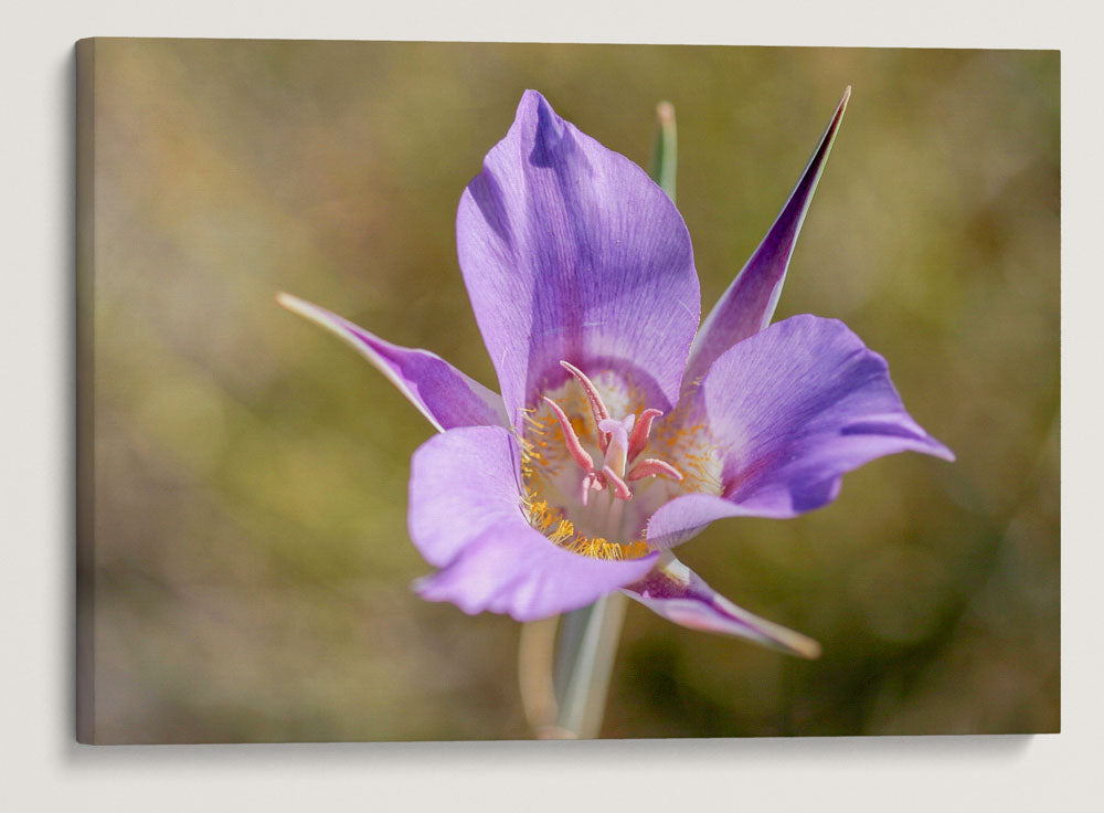 Sagebrush Mariposa Lily, Hogback Mountain, Klamath Falls, Oregon, USA