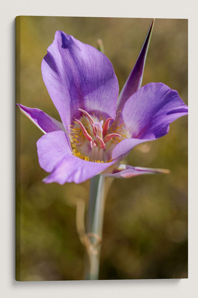 Sagebrush Mariposa Lily, Hogback Mountain, Klamath Falls, Oregon, USA