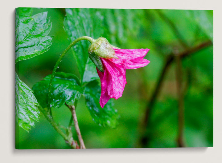 Salmonberry, Sweet Creek Trail, Siuslaw National Forest, Oregon, USA