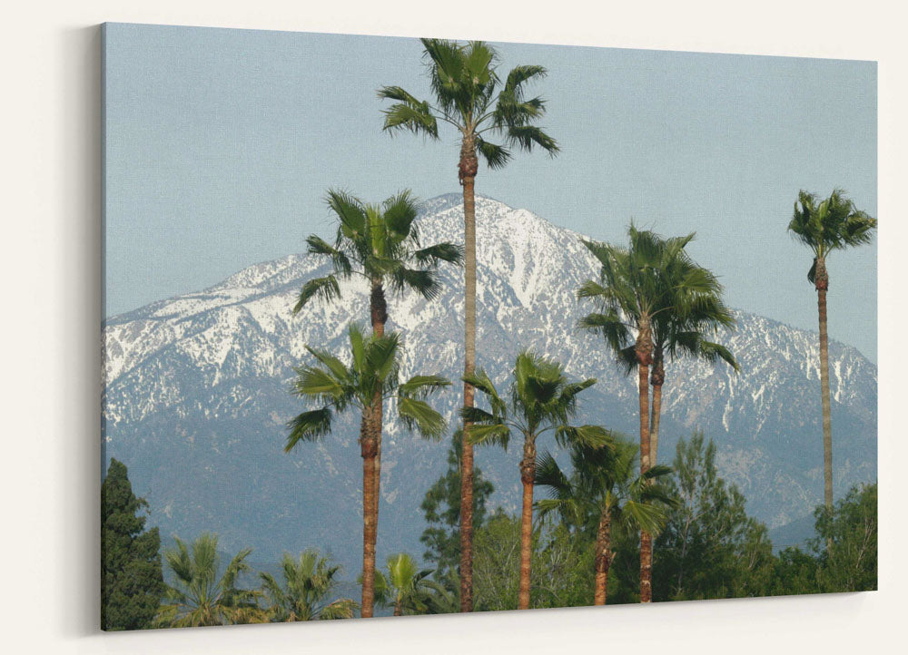 Mexican fan palms and San Bernardino Mountains, California