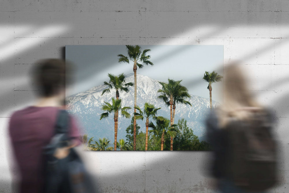 Mexican fan palms and San Bernardino Mountains, California