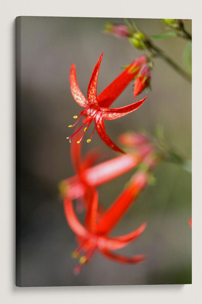 Scarlet Gilia, Hogback Mountain, Klamath Falls, Oregon, USA