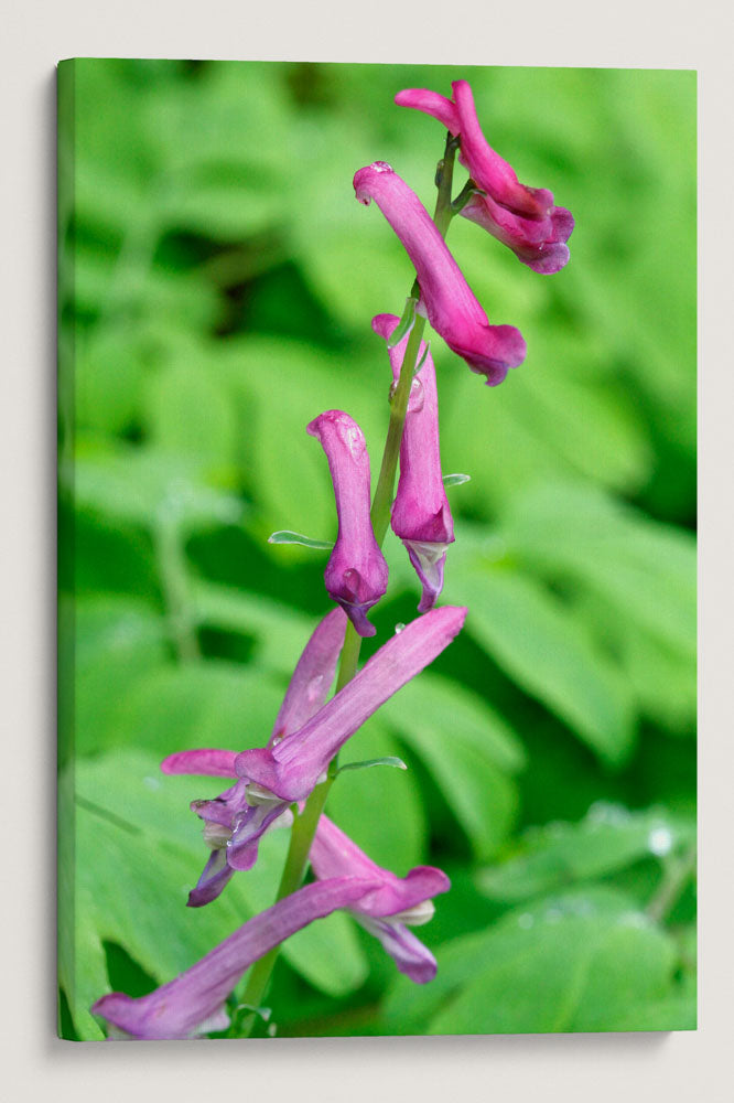 Scouler's Corydalis, Cape Perpetua, Coastal Oregon, USA