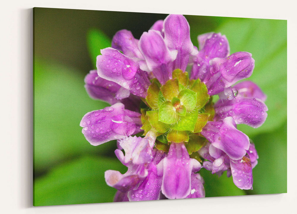 Self-heal, Patrick's Point State Park, California