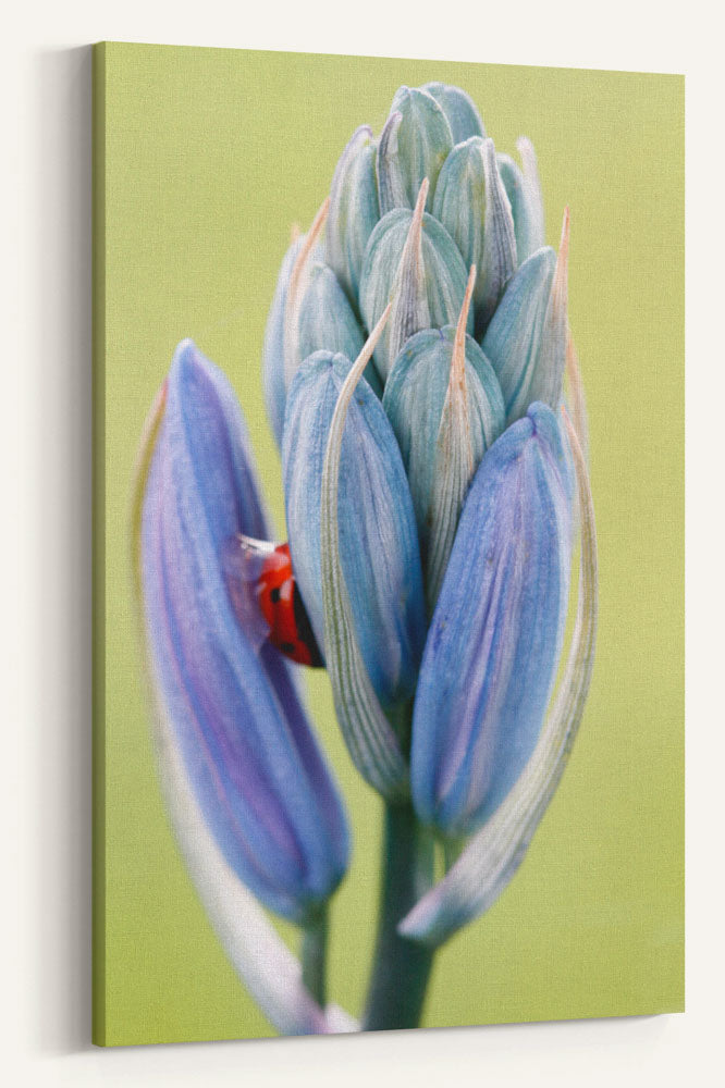 Camas Flower and Ladybug, William Finley National Wildlife Refuge, Oregon