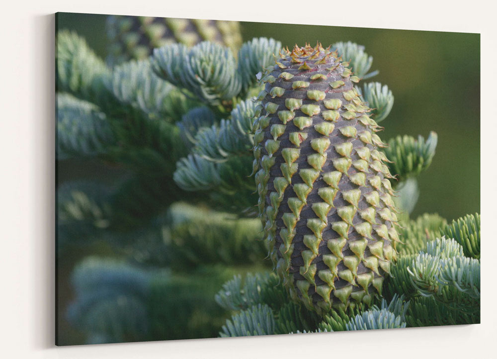 Shasta red fir, Crater Lake National Park, Oregon