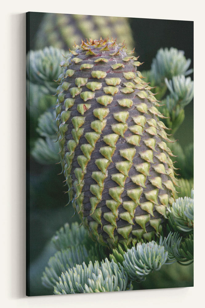 Shasta red fir cones, Crater Lake National Park, Oregon