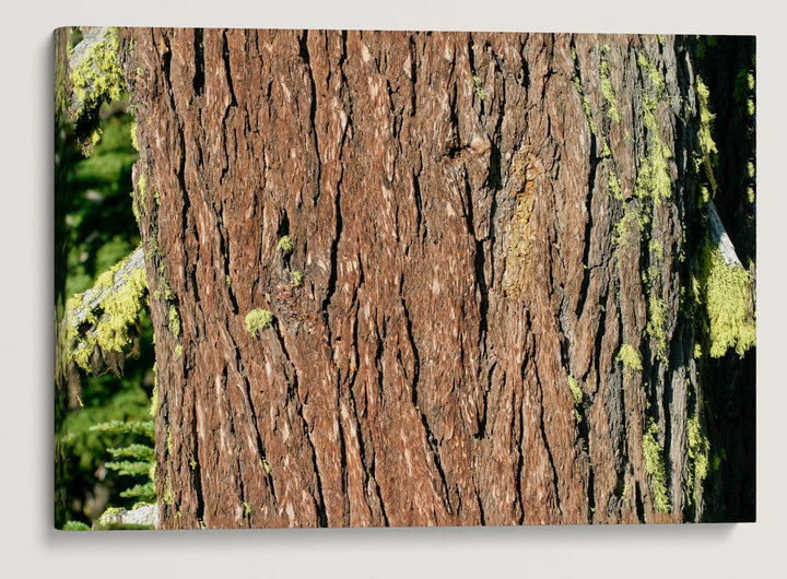 Shasta Red Fir, Crater Lake National Park, Oregon, USA