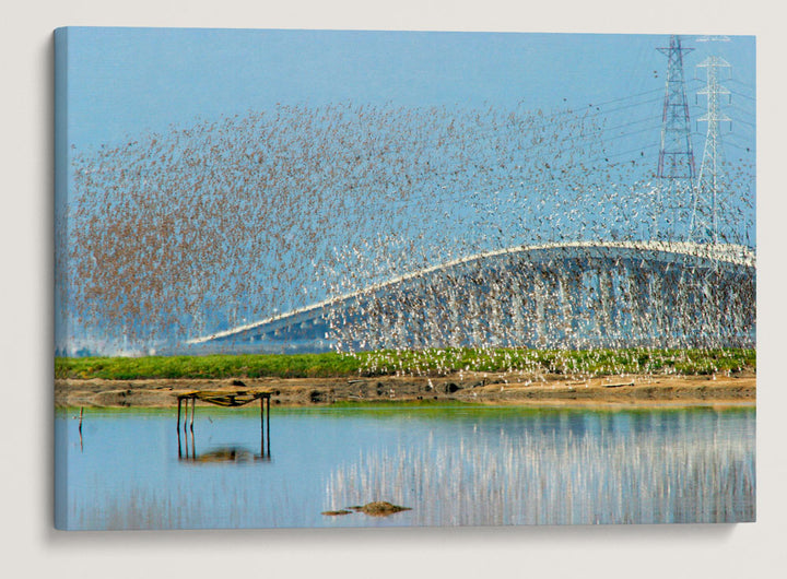 Shorebirds in Flight, Don Edwards San Francisco Bay National Wildlife Refuge, California, USA