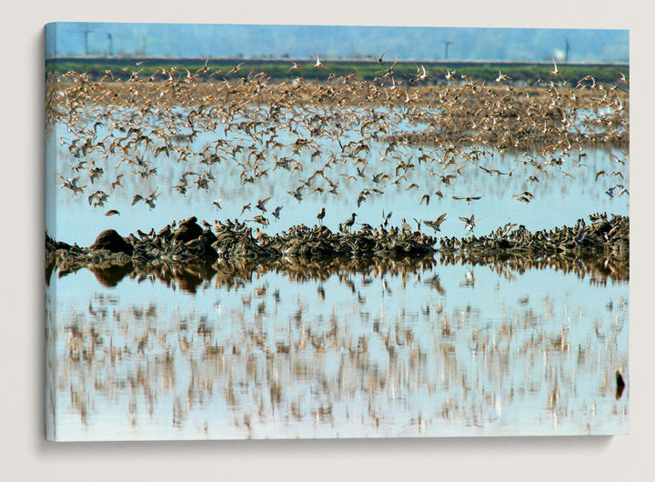 Shorebirds in Flight, Don Edwards San Francisco Bay National Wildlife Refuge, California