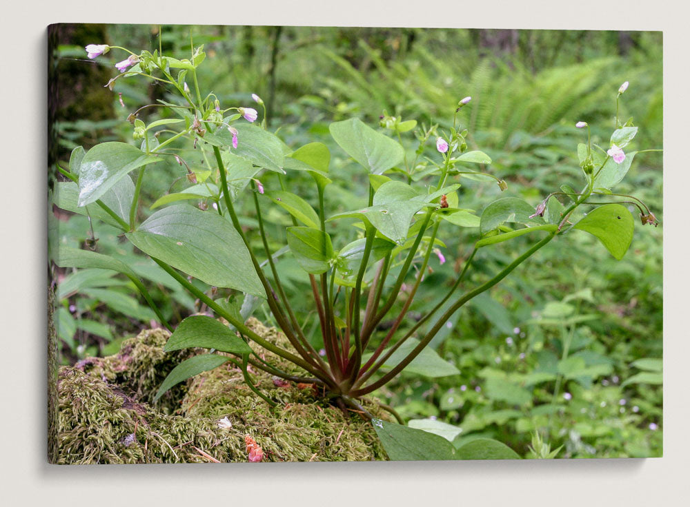 Siberian Candyflower, Dorris Ranch, Oregon, USA