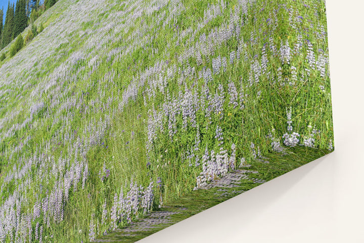 Silky Lupine in Mountain Meadow, Hells Canyon NRA, Idaho