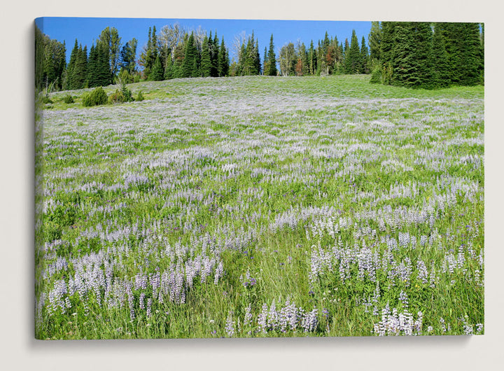 Silky Lupine in Mountain Meadow, Hells Canyon NRA, Idaho