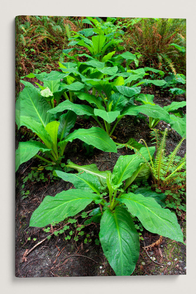 Skunk Cabbage, Prairie Creek Redwoods State Park, California, USA