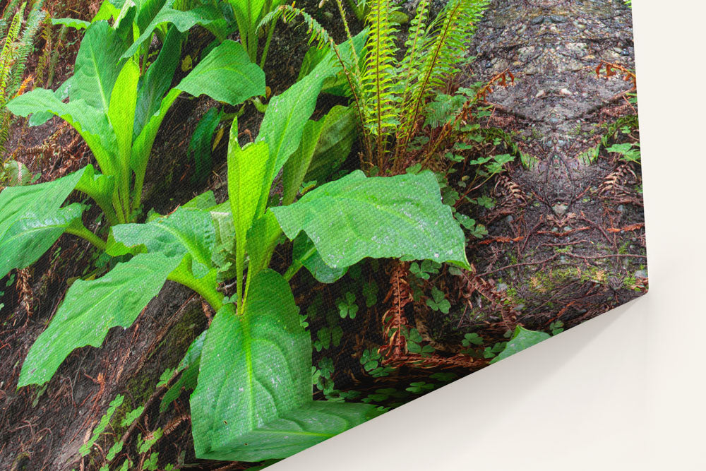 Skunk Cabbage, Prairie Creek Redwoods State Park, California, USA