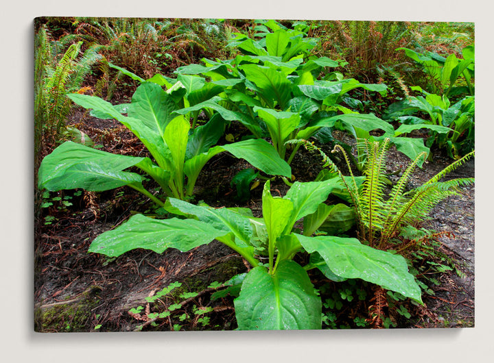 Skunk Cabbage, Prairie Creek Redwoods State Park, California, USA