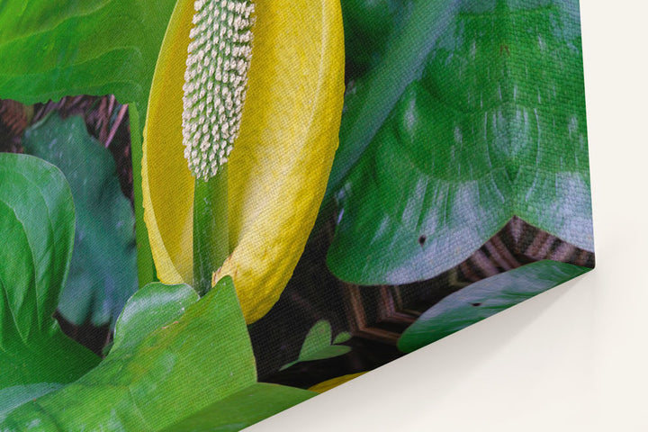 Skunk cabbage, Trillium Falls Trail, Redwood National Park, California