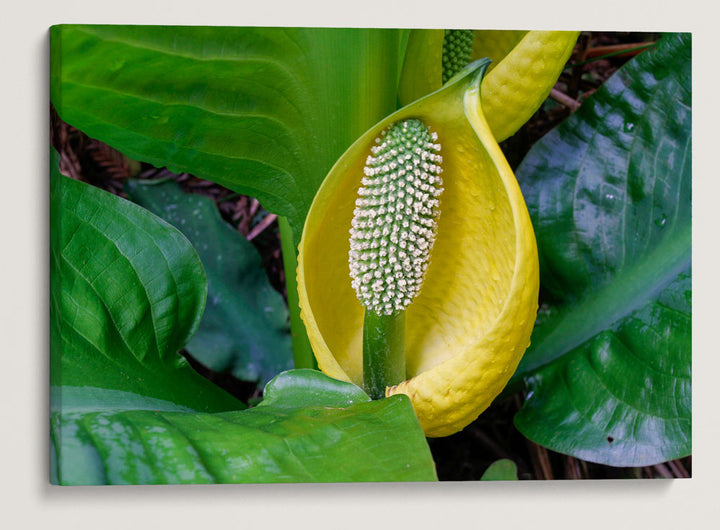 Skunk cabbage, Trillium Falls Trail, Redwood National Park, California