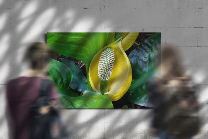 Skunk cabbage, Trillium Falls Trail, Redwood National Park, California