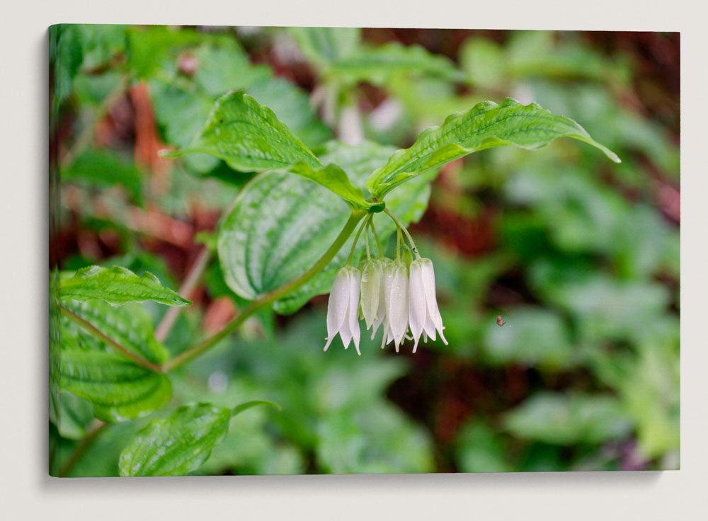 Smith's Fairy Bell, Sweet Creek Trail, Siuslaw National Forest, Oregon, USA