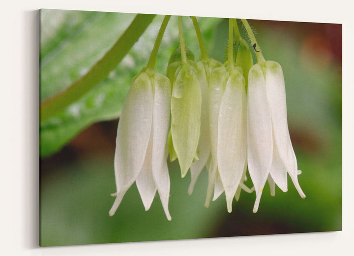 Smiths Fairy Bells, Sweet Creek, Coast Range, Oregon