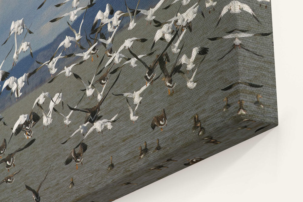 Snow Geese in Flight, Lower Klamath National Wildlife Refuge, California