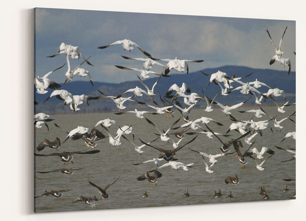 Snow Geese in Flight, Lower Klamath National Wildlife Refuge, California