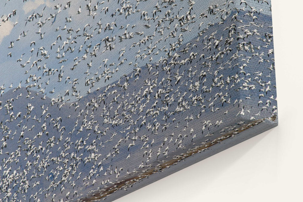 Flock of Snow Geese in flight, Lower Klamath National Wildlife Refuge, California