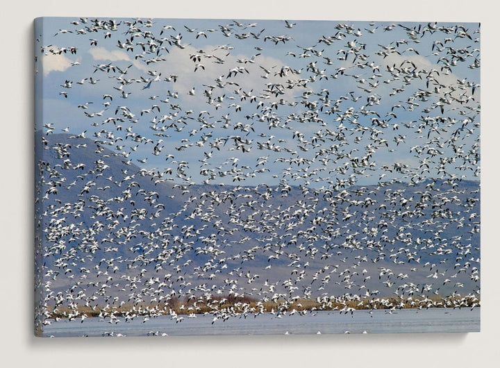 Flock of Snow Geese in flight, Lower Klamath National Wildlife Refuge, California