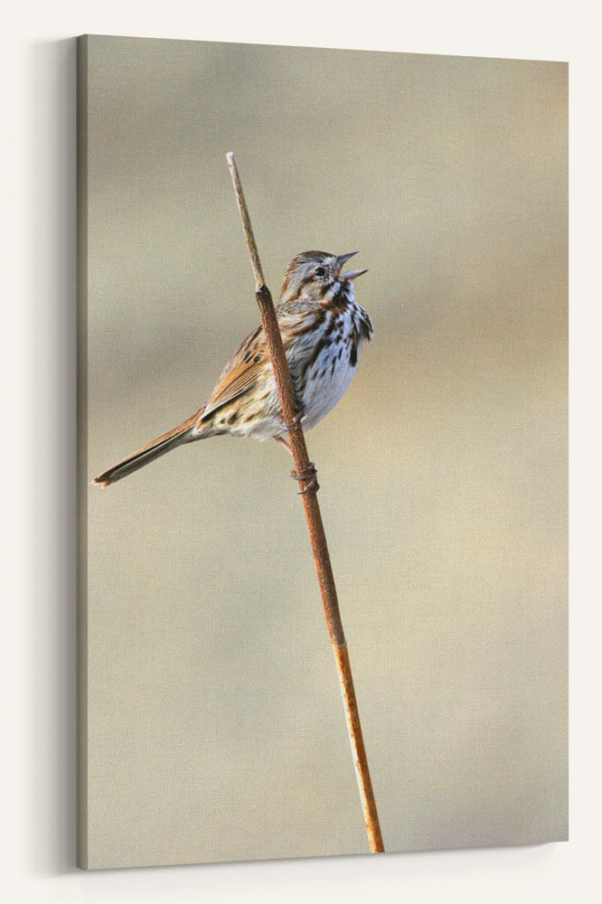 Song Sparrow Calling, Tule Lake National Wildlife Refuge, California