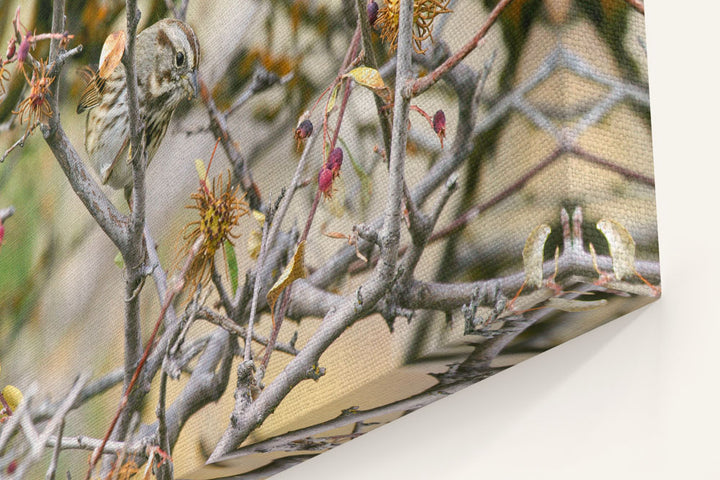 Song Sparrow Eating Berries, Hogback Mountain, Klamath Falls, Oregon, USA