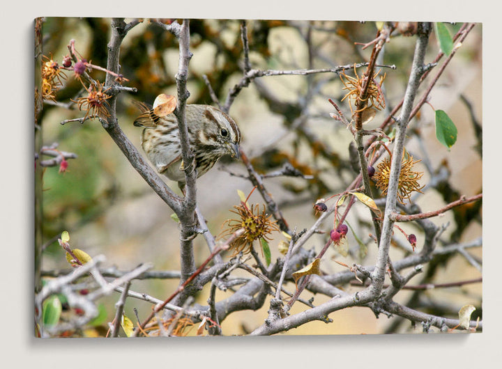 Song Sparrow Eating Berries, Hogback Mountain, Klamath Falls, Oregon, USA