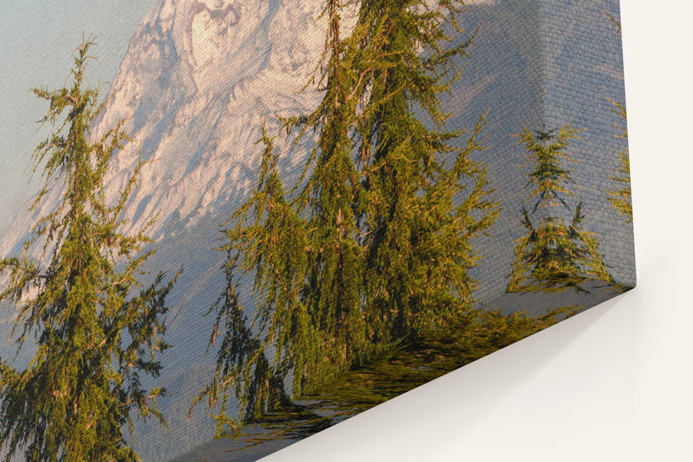 Mountain hemlocks and Mount Jefferson, Willamette National Forest, Oregon