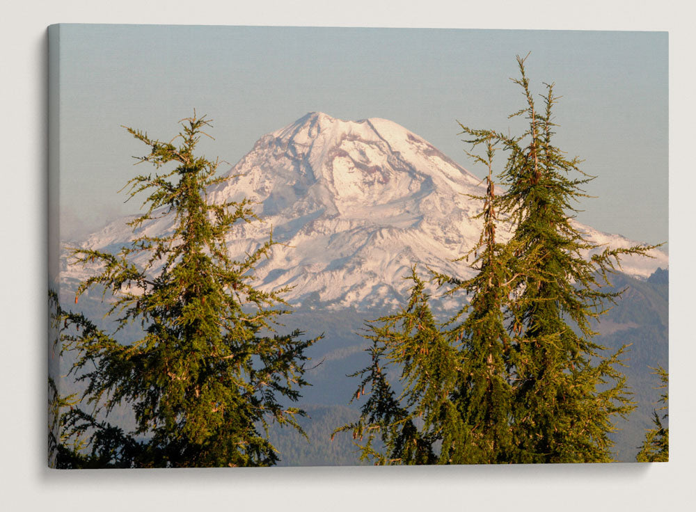 Mountain hemlocks and Mount Jefferson, Willamette National Forest, Oregon