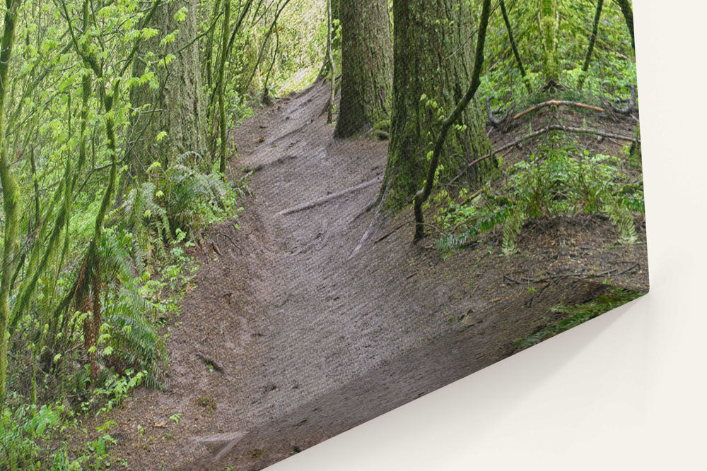 Spencer Butte Trail Through Forest, Eugene, Oregon