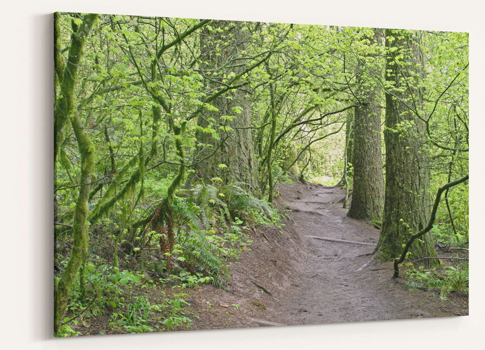 Spencer Butte Trail Through Forest, Eugene, Oregon