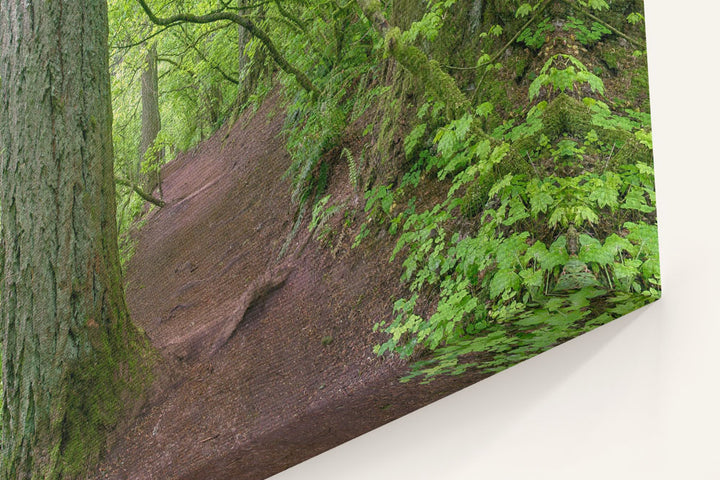 Spencer Butte Trail, Spencer Butte Park, Eugene, Oregon, USA