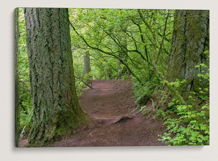 Spencer Butte Trail, Spencer Butte Park, Eugene, Oregon, USA