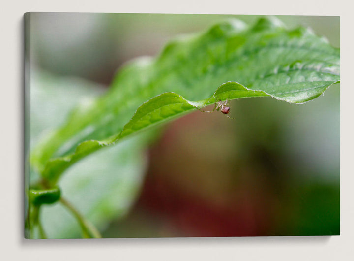 Spider in Hooker's Fairy Bell, Sweet Creek, Siuslaw National Forest, Oregon, USA