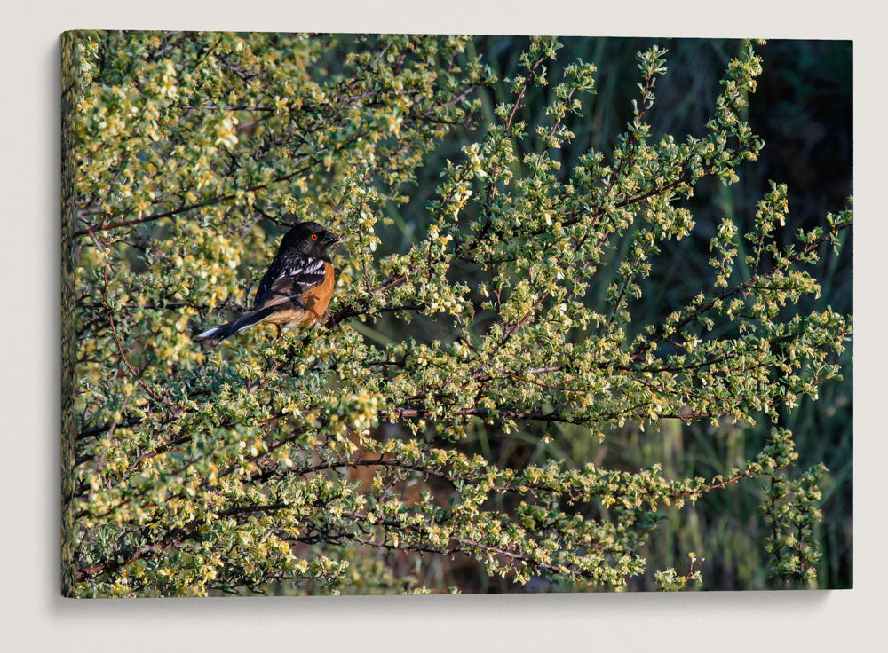 Spotted Towhee in Sagebrush, Agency Lake, Oregon, USA